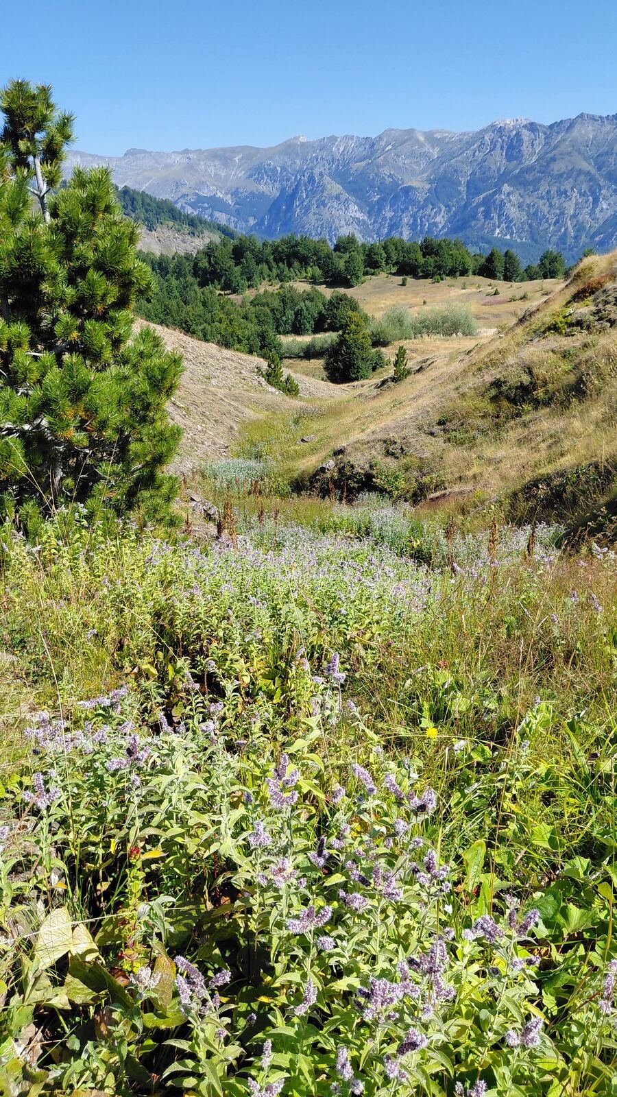 Alpine wildflower meadow in Kelmend