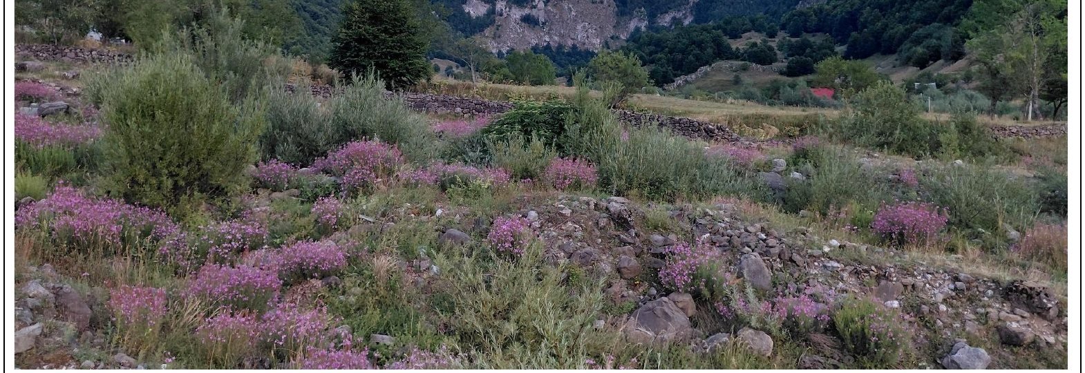 Flowering meadow above the Cem valley on the walk to Selcë